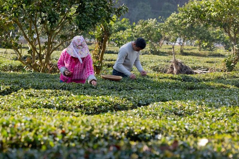 有关于2023年恩施州春茶首采开始！的信息(3)