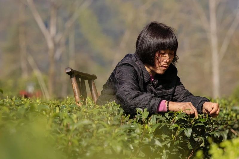 有关于2023年恩施州春茶首采开始！的信息(1)