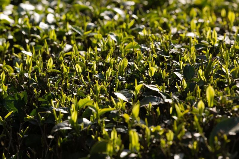 有关于2023年恩施州春茶首采开始！的信息