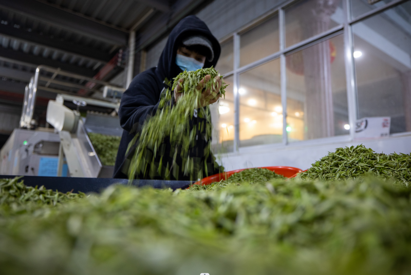 有关于2023年恩施州春茶首采开始！的信息(6)