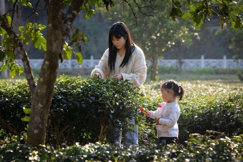 有关于2023年恩施州春茶首采开始！的信息(4)