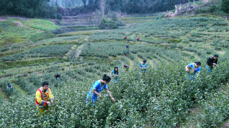 有关于重庆石柱：茶农抢茶“鲜” 采摘第一芽的新闻