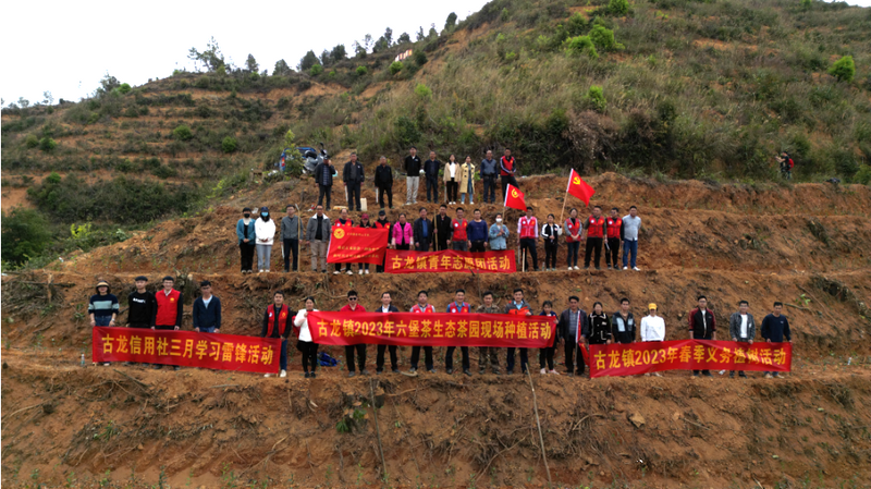 有关于生态茶园再添绿，春风十里茶香溢——古龙镇开展种茶活动的新闻(2)