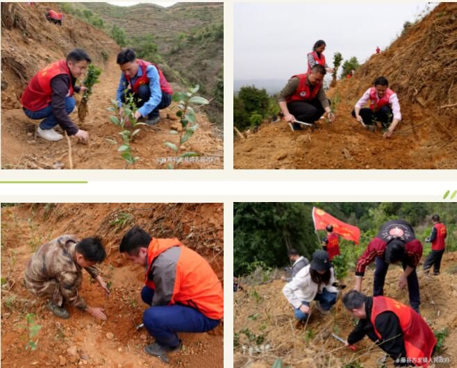 有关于生态茶园再添绿，春风十里茶香溢——古龙镇开展种茶活动的新闻(1)