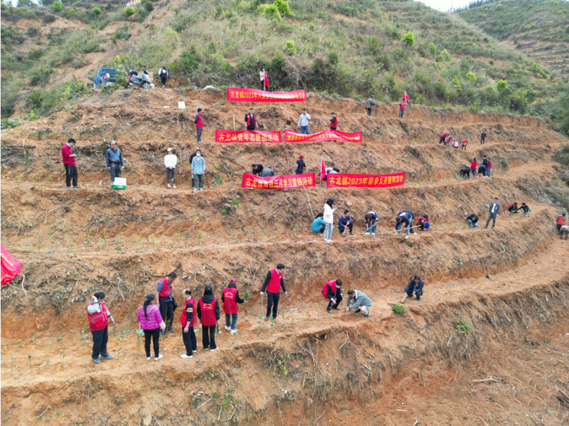 有关于生态茶园再添绿，春风十里茶香溢——古龙镇开展种茶活动的新闻