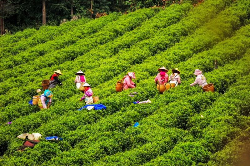 关于老茶沏出新滋味——翁堵镇破题交出3.8万亩茶园增收卷的信息(1)