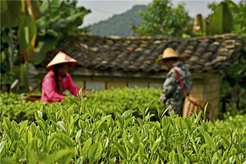 关于老茶沏出新滋味——翁堵镇破题交出3.8万亩茶园增收卷的信息(4)