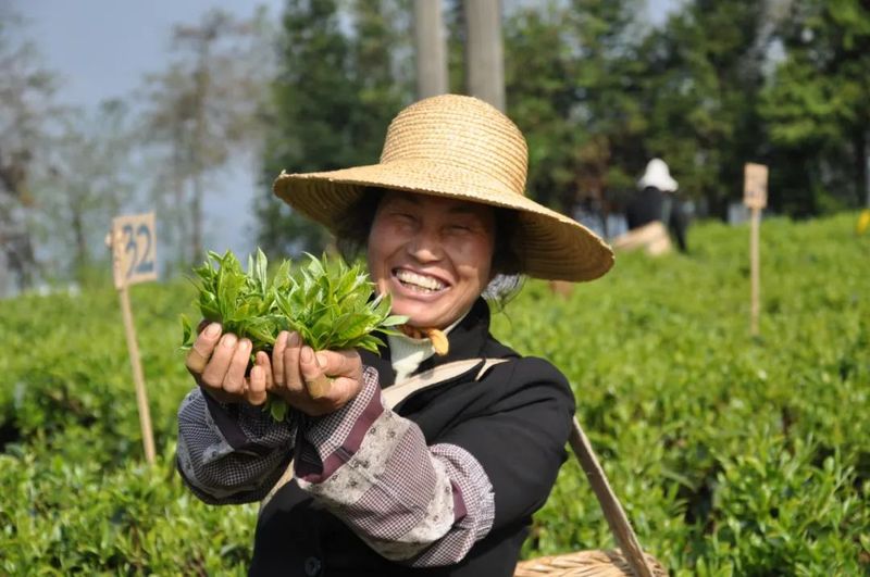 关于老茶沏出新滋味——翁堵镇破题交出3.8万亩茶园增收卷的信息(2)