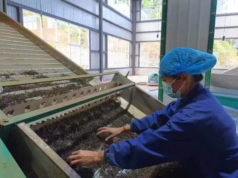 关于老茶沏出新滋味——翁堵镇破题交出3.8万亩茶园增收卷的信息