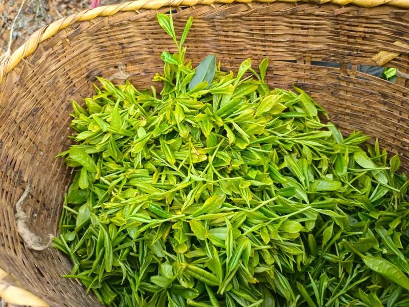 关于老茶沏出新滋味——翁堵镇破题交出3.8万亩茶园增收卷的信息(3)