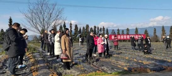 有关于雅安市名山区召开茶园春季管理现场培训会的资讯