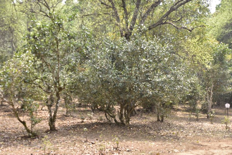 有关于景迈春茶特点，景迈2023年古树茶多少钱的最新消息(1)