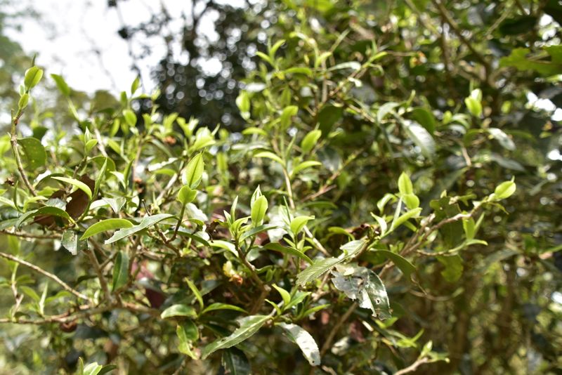 有关于景迈春茶特点，景迈2023年古树茶多少钱的最新消息(2)