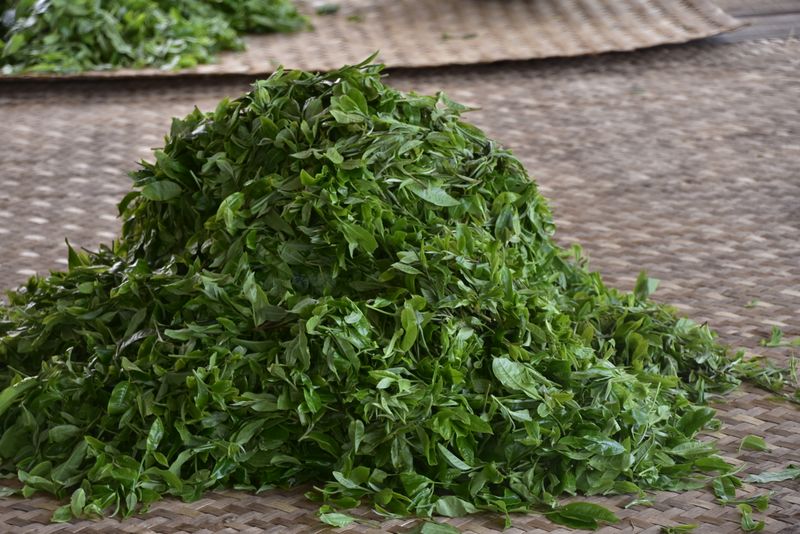 有关于景迈春茶特点，景迈2023年古树茶多少钱的最新消息(3)