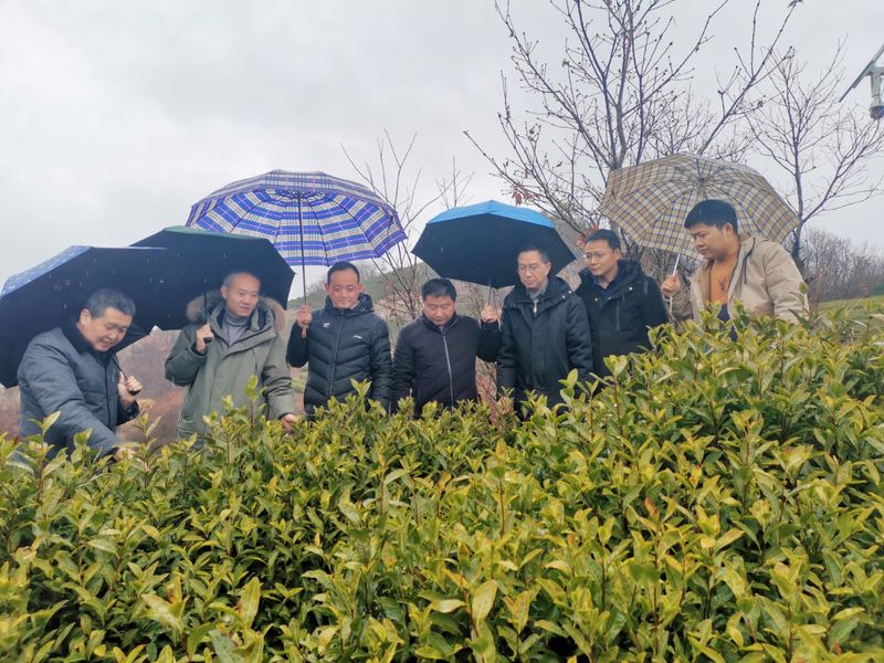 有关于科技助农，国家茶产业技术体系专家春季技术服务的最新消息(2)