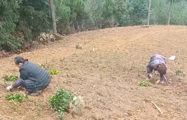 有关于黎平县敖市镇：喜迎春雨种茶叶 助力农户促增收的相关信息