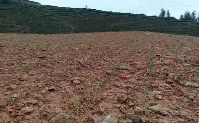 有关于黎平县敖市镇：喜迎春雨种茶叶 助力农户促增收的相关信息(1)