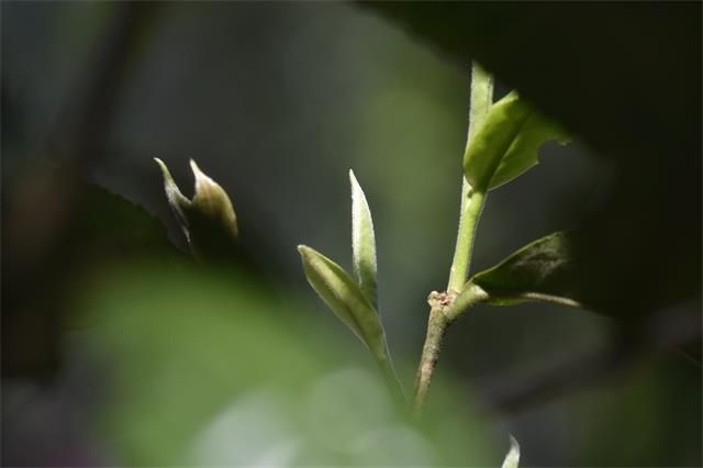 关于2023年普洱春茶价格多少钱一公斤的相关信息(1)