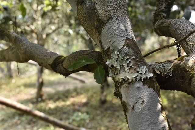 关于2023年普洱春茶价格多少钱一公斤的相关信息(2)