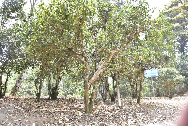 有关于布朗春茶口感，2023年布朗山古树春茶多少钱的消息(3)