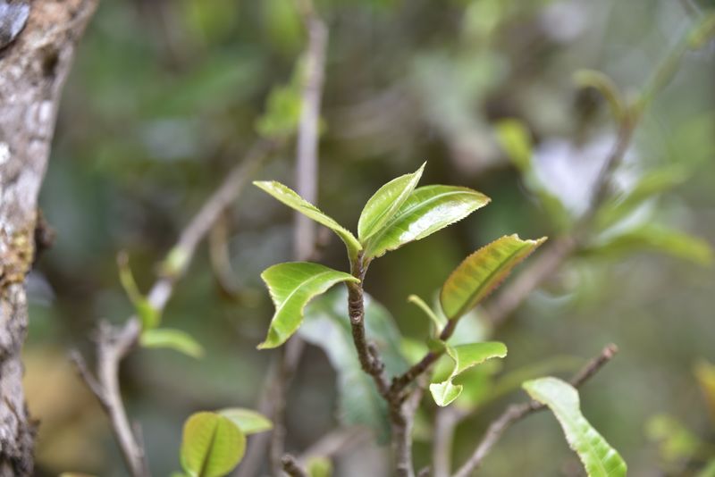 有关于布朗春茶口感，2023年布朗山古树春茶多少钱的消息(2)