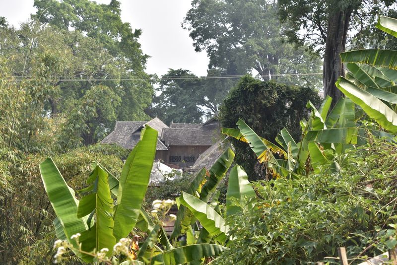 关于2023年黄草坝古树茶春茶价格的最新消息