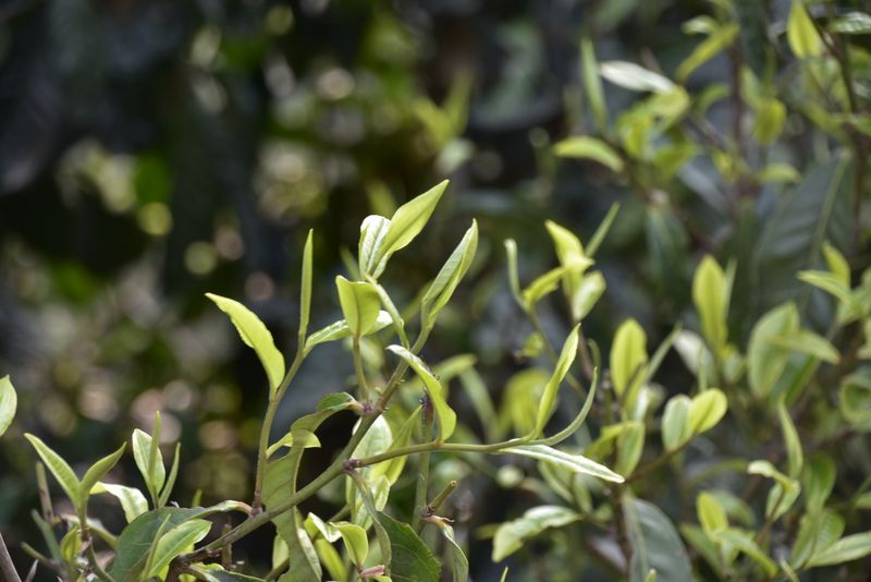 关于2023年黄草坝古树茶春茶价格的最新消息(2)