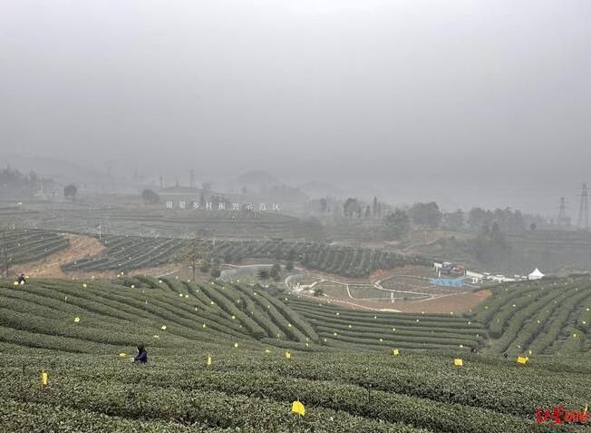 有关于四川宜宾130万亩茶园开园采摘，均价涨幅10%的相关内容(2)