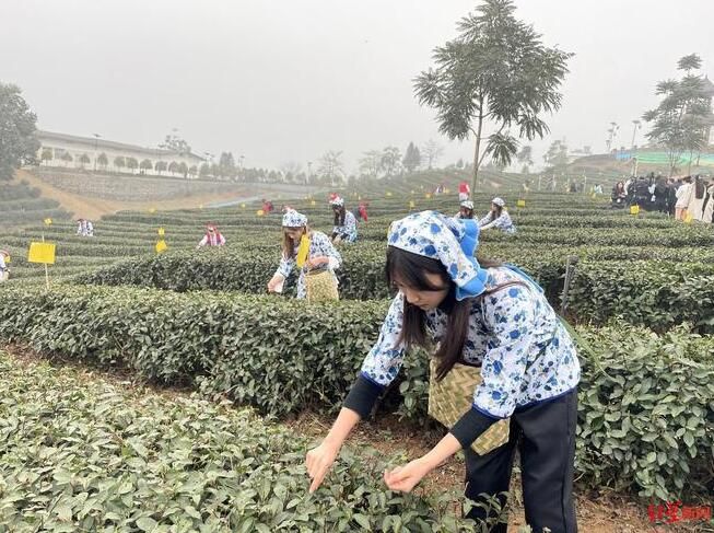 有关于四川宜宾130万亩茶园开园采摘，均价涨幅10%的相关内容(1)