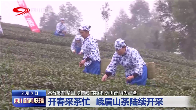 关于开春采茶忙 峨眉山茶陆续开采的信息