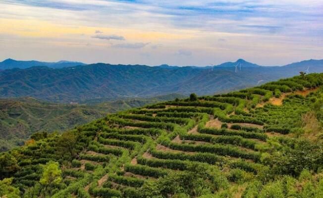 有关于随县草店镇：茶园春意闹 静待茶香飘的资讯(2)