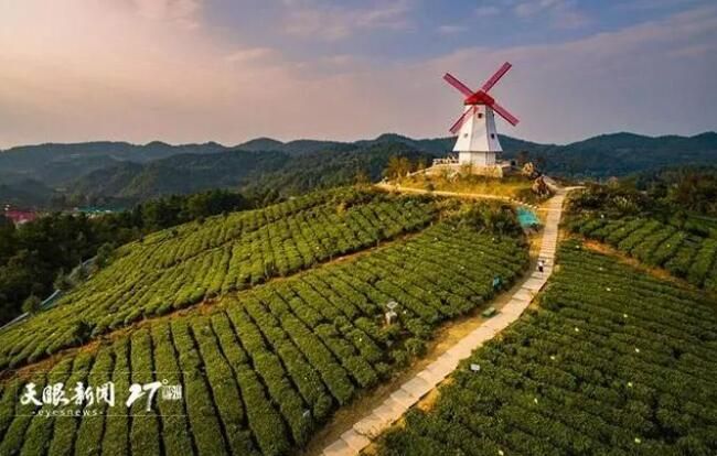 有关于瓮安县建中镇：茶旅融合春光好的相关内容(2)