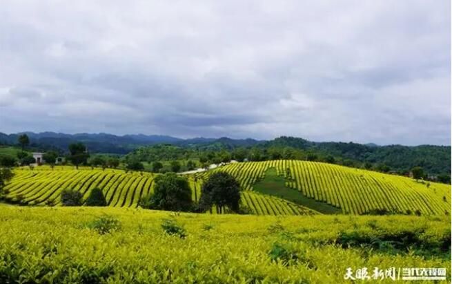 有关于瓮安县建中镇：茶旅融合春光好的相关内容(1)