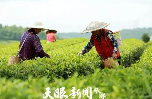 有关于瓮安县建中镇：茶旅融合春光好的相关内容