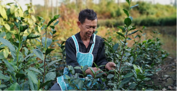 关于普安：明前新茶采摘忙 就近就业促增收的相关信息(2)