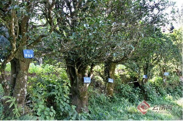 关于“2023茶产业发展”“微观普洱茶价值”“陈年紧压白茶团体标准”的相关内容