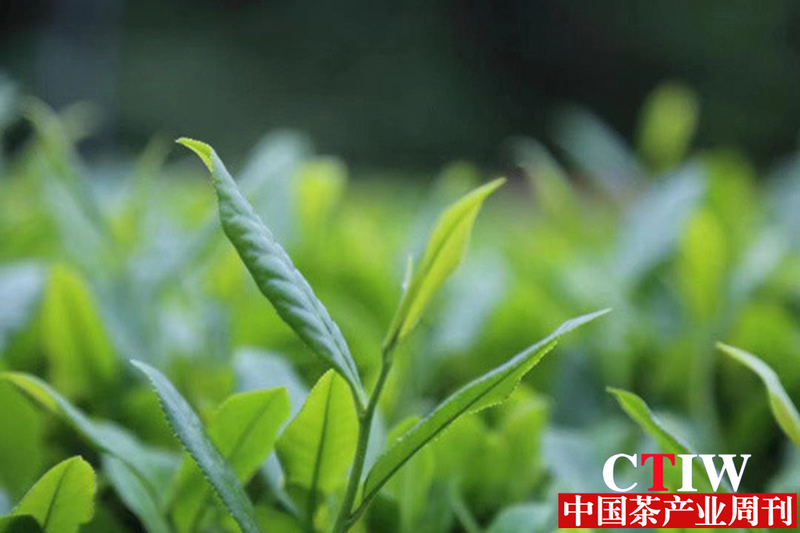 关于“2023茶产业发展”“微观普洱茶价值”“陈年紧压白茶团体标准”的相关内容(4)