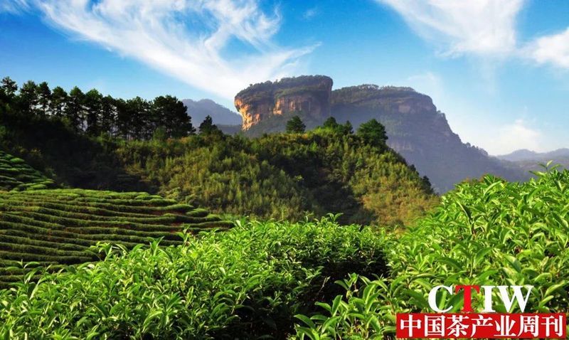 关于“2023茶产业发展”“微观普洱茶价值”“陈年紧压白茶团体标准”的相关内容(5)