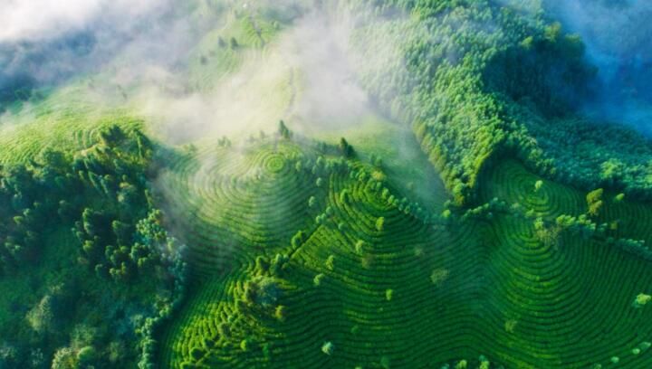 关于三年行动方案出炉！眉山茶产业高质量发展这样干的最新消息