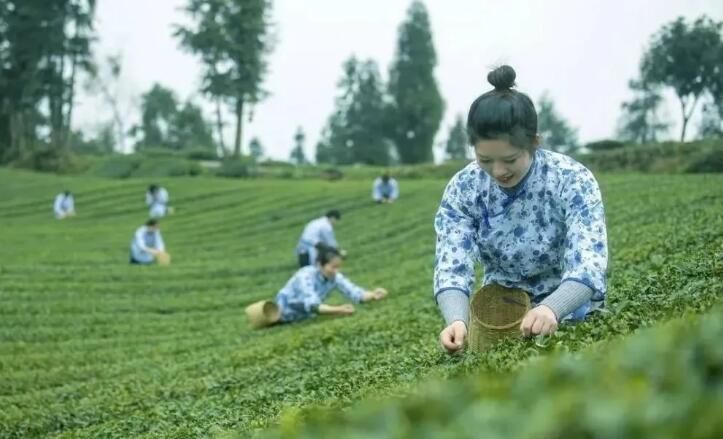 关于三年行动方案出炉！眉山茶产业高质量发展这样干的最新消息(2)