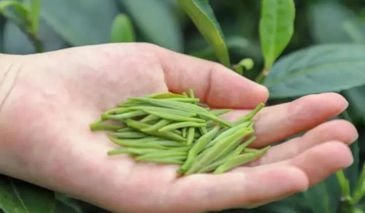 关于三年行动方案出炉！眉山茶产业高质量发展这样干的最新消息(1)