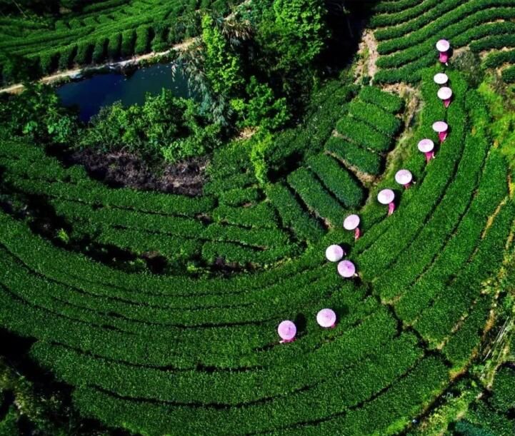 关于三年行动方案出炉！眉山茶产业高质量发展这样干的最新消息(3)