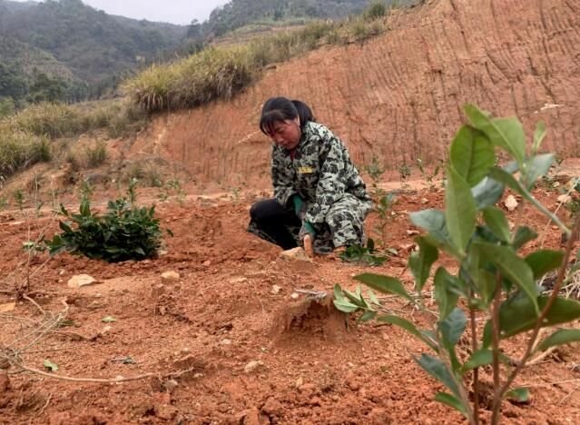 关于吉安安福县：茶苗助农富 发展更有力的消息(2)