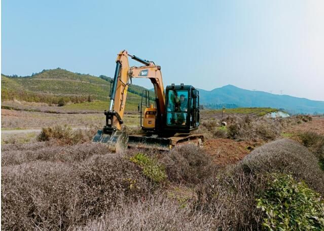 关于吉安安福县：茶苗助农富 发展更有力的消息(1)
