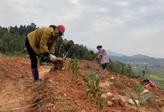 关于吉安安福县：茶苗助农富 发展更有力的消息(3)