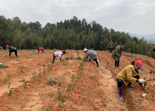 关于吉安安福县：茶苗助农富 发展更有力的消息(4)