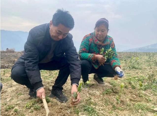 关于奉节：抢抓农时种白茶的内容(1)