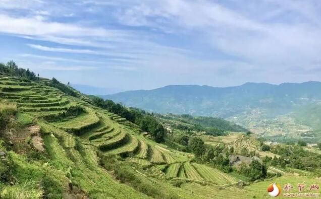 关于奉节：抢抓农时种白茶的内容(2)