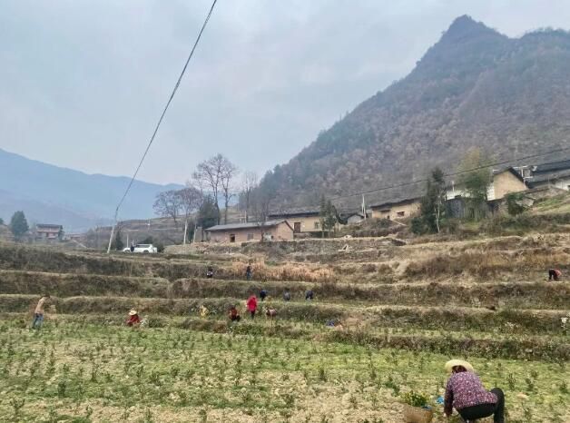 关于奉节：抢抓农时种白茶的内容