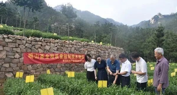 有关于青岛崂山区以“茶”为媒入选山东唯一“全国试点”的资讯